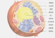 金年会官方网站-乌克兰队突围晋级，成为亮点球队(乌克兰队突围晋级,成为亮点球队怎么办)